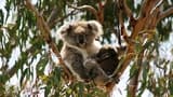 Phillip Island Nature Parks - Koala Conservation Reserve Ticket - image 8