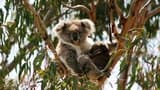 Phillip Island Nature Parks - Koala Conservation Reserve Ticket - image 7