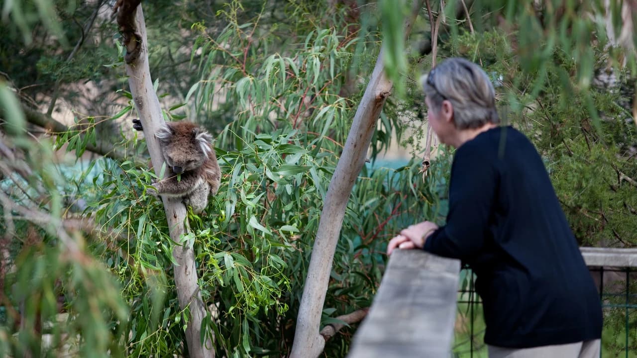 Phillip Island Nature Parks - Koala Conservation Reserve Ticket - Photo 3