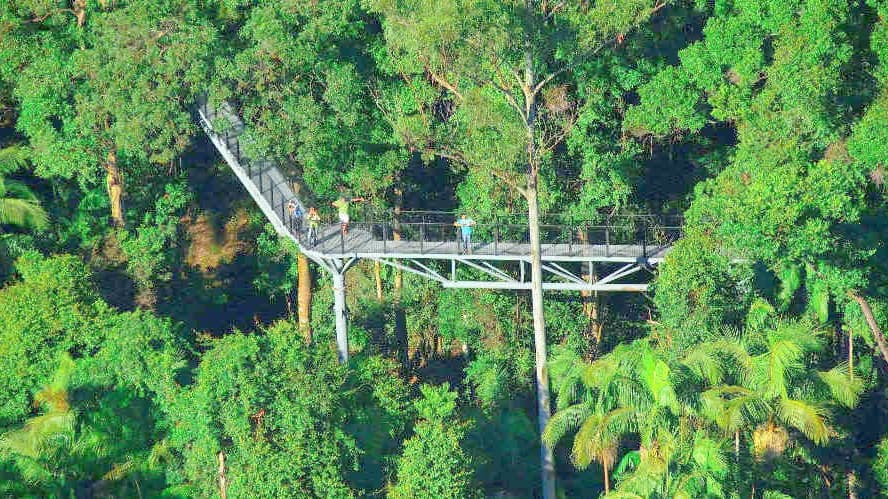 Tamborine Rainforest Skywalk - Photo 1