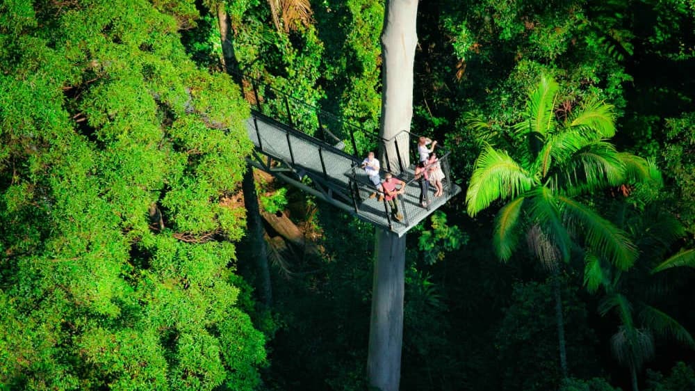Tamborine Rainforest Skywalk - Photo 2