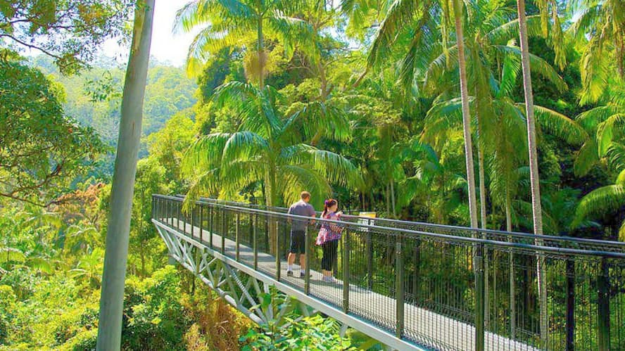 Tamborine Rainforest Skywalk - Photo 3