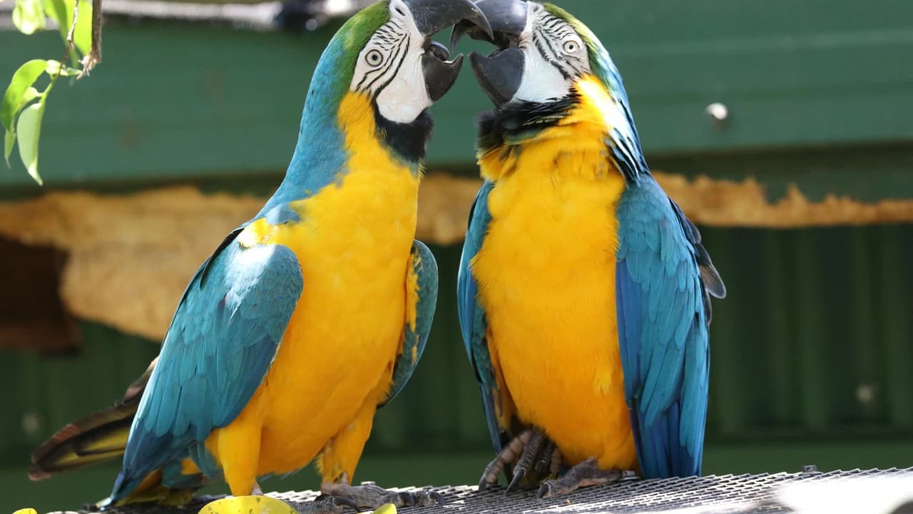 Birdworld Kuranda - Photo 1