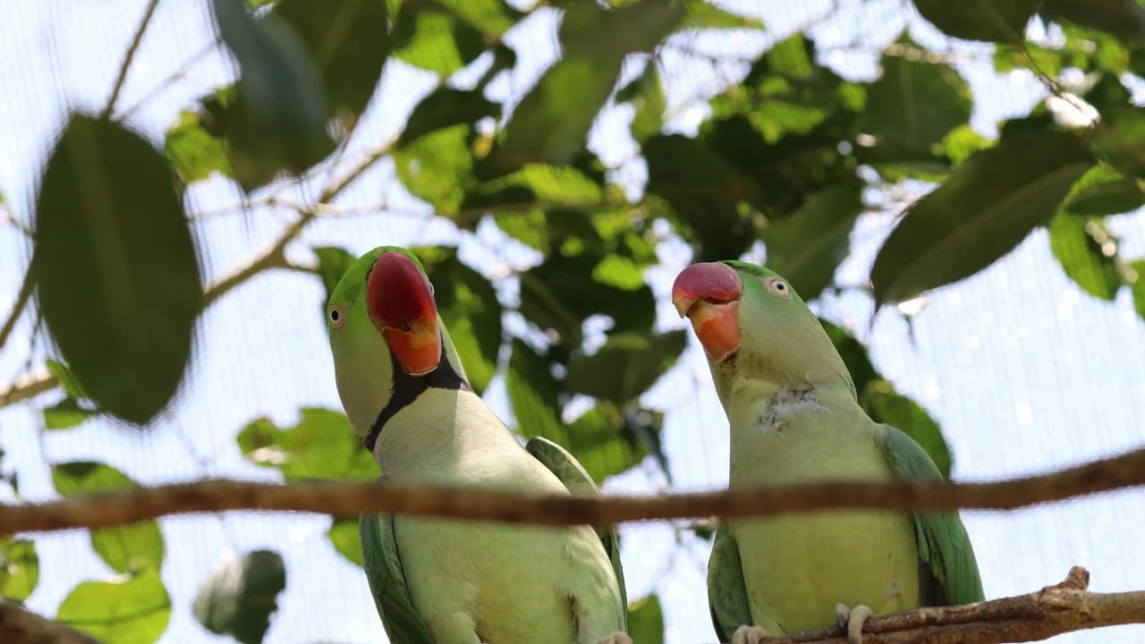 Birdworld Kuranda - Photo 2