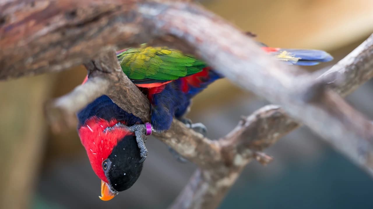 Birdworld Kuranda - Photo 3