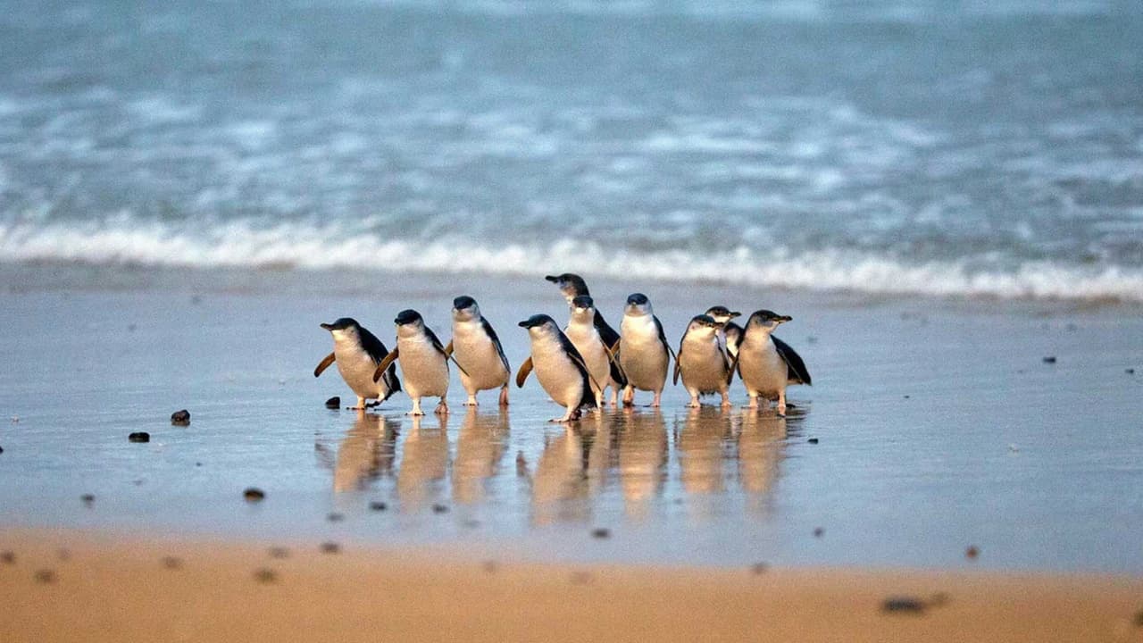 Penguins Express Tour from Melbourne - Photo 1