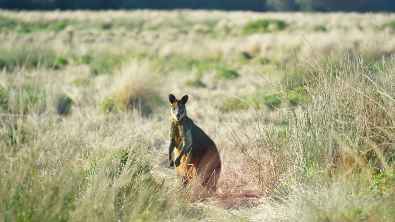 Penguins Express Tour from Melbourne - Photo 4