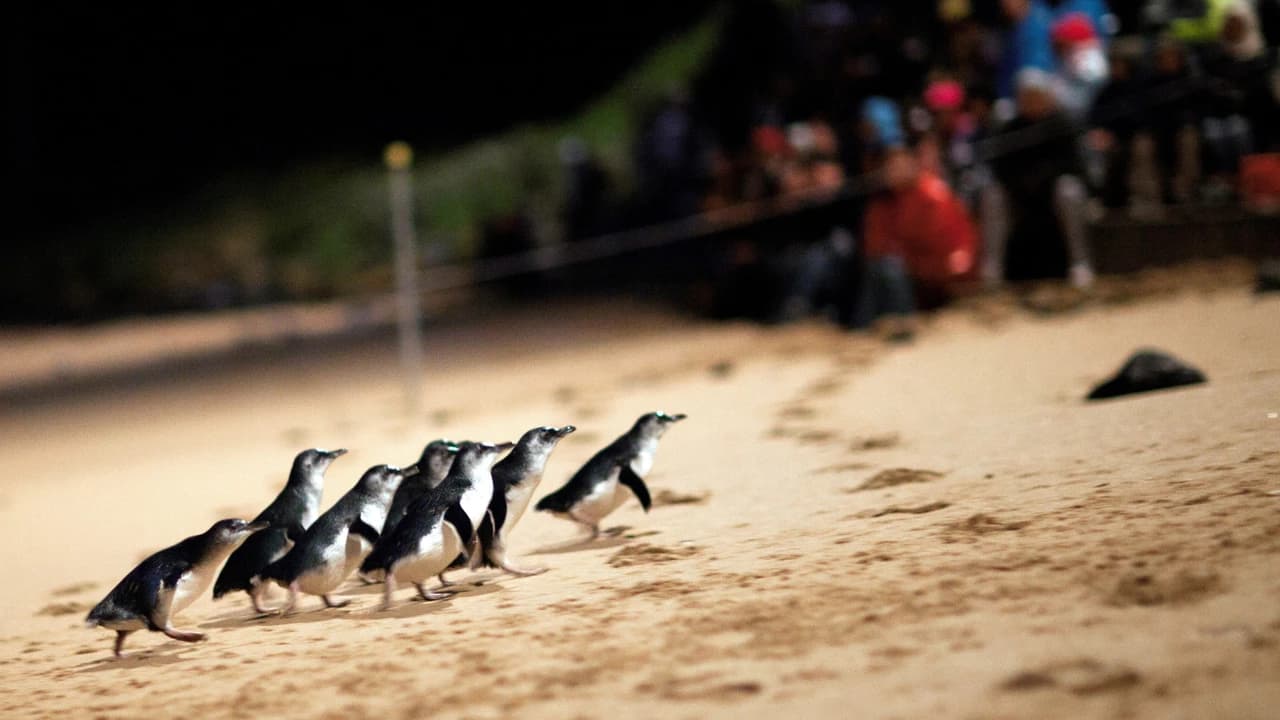 Penguins Express Tour from Melbourne - Photo 5