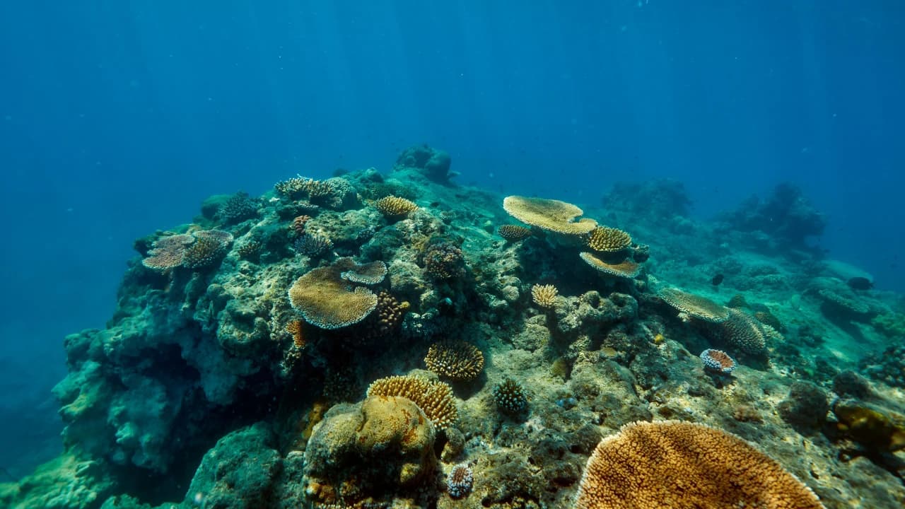 Green Island Great Barrier Reef Half Day Tour from Cairns - Photo 5