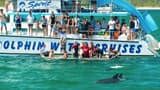 Port Stephens Dolphin Discovery Cruise - image 6