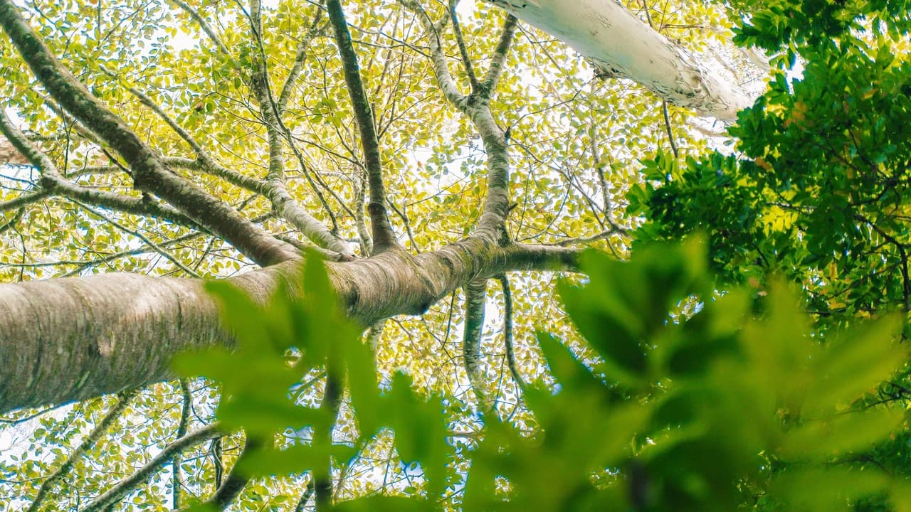 Tamborine Mountain Guided Walk and Wine Tasting Tour - image 8