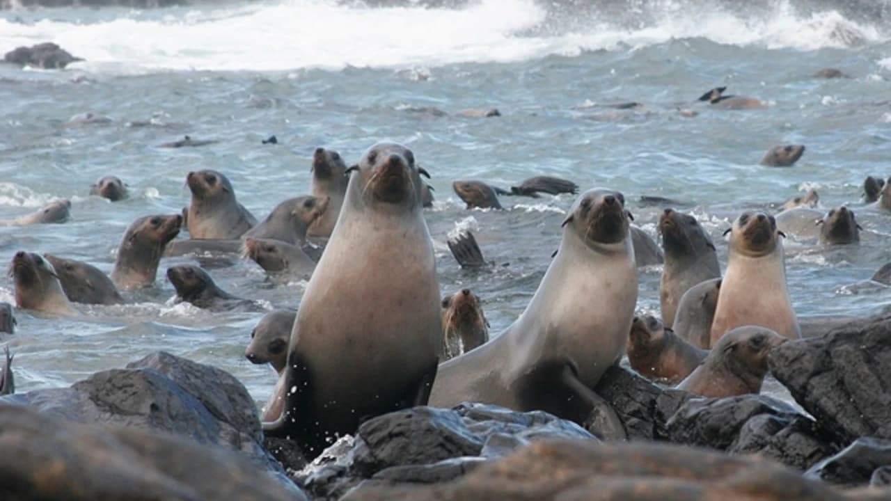 Phillip Island Seal Watching Cruise - Photo 1