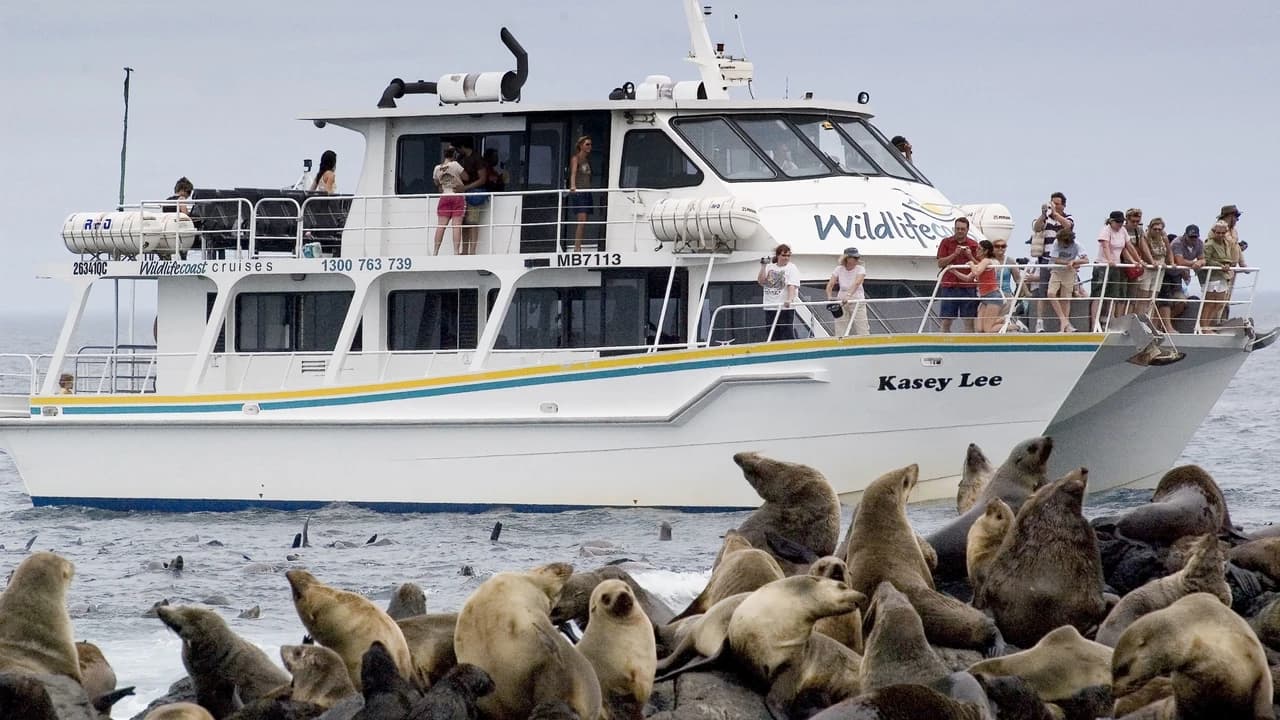 Phillip Island Seal Watching Cruise - Photo 3