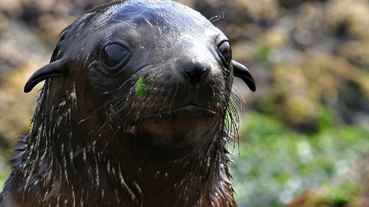 Phillip Island Seal Watching Cruise - Photo 4