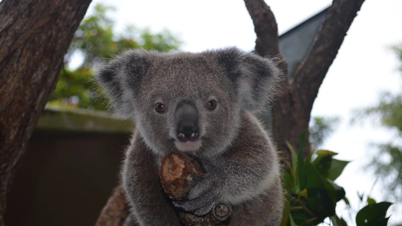 Kuranda Koala Gardens - Photo 1