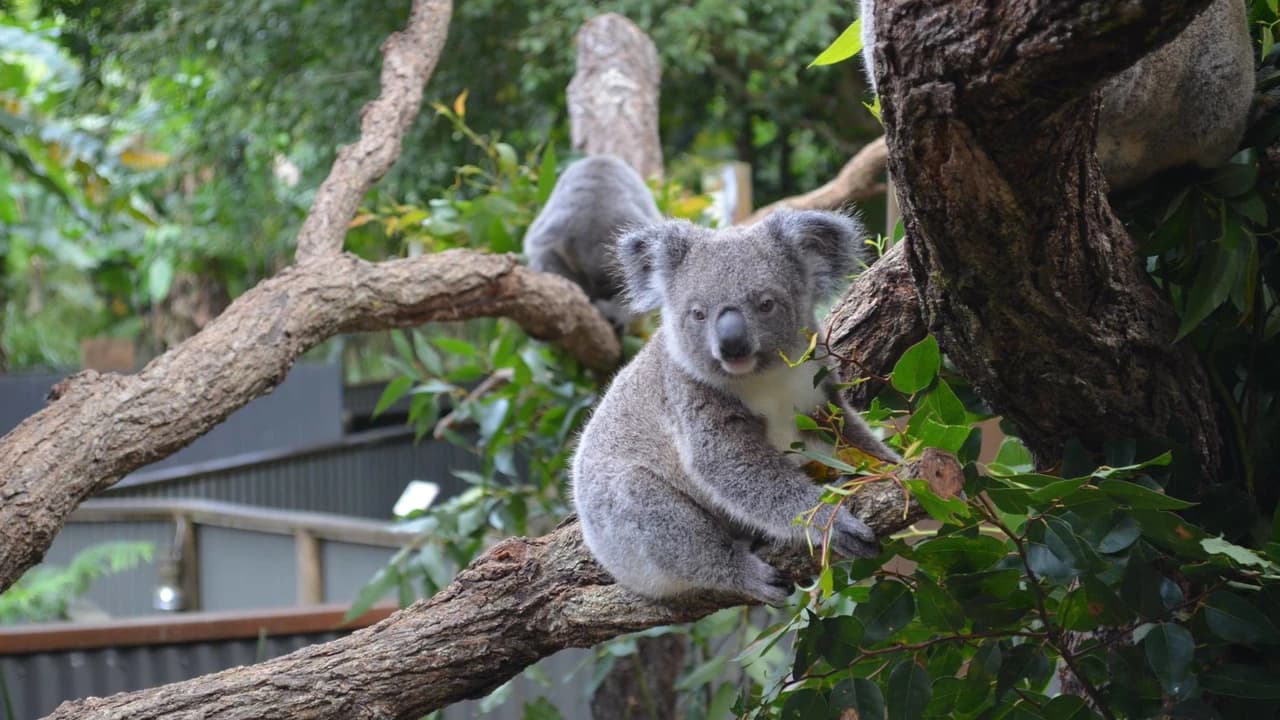 Kuranda Koala Gardens - Photo 3
