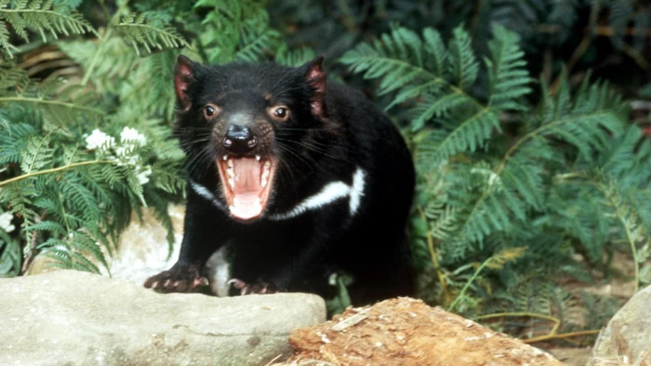 Richmond Village and Bonorong Wildlife Sanctuary Tour - image 6