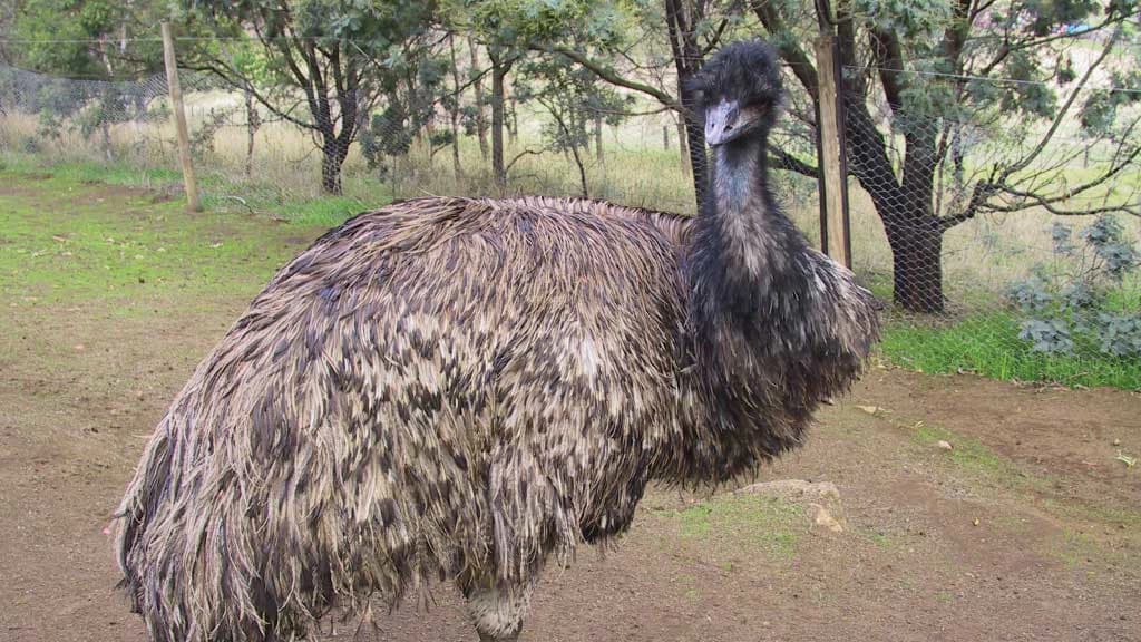 Richmond Village and Bonorong Wildlife Sanctuary Tour - image 7