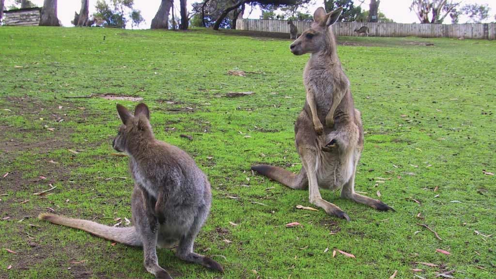 Richmond Village and Bonorong Wildlife Sanctuary Tour - image 8