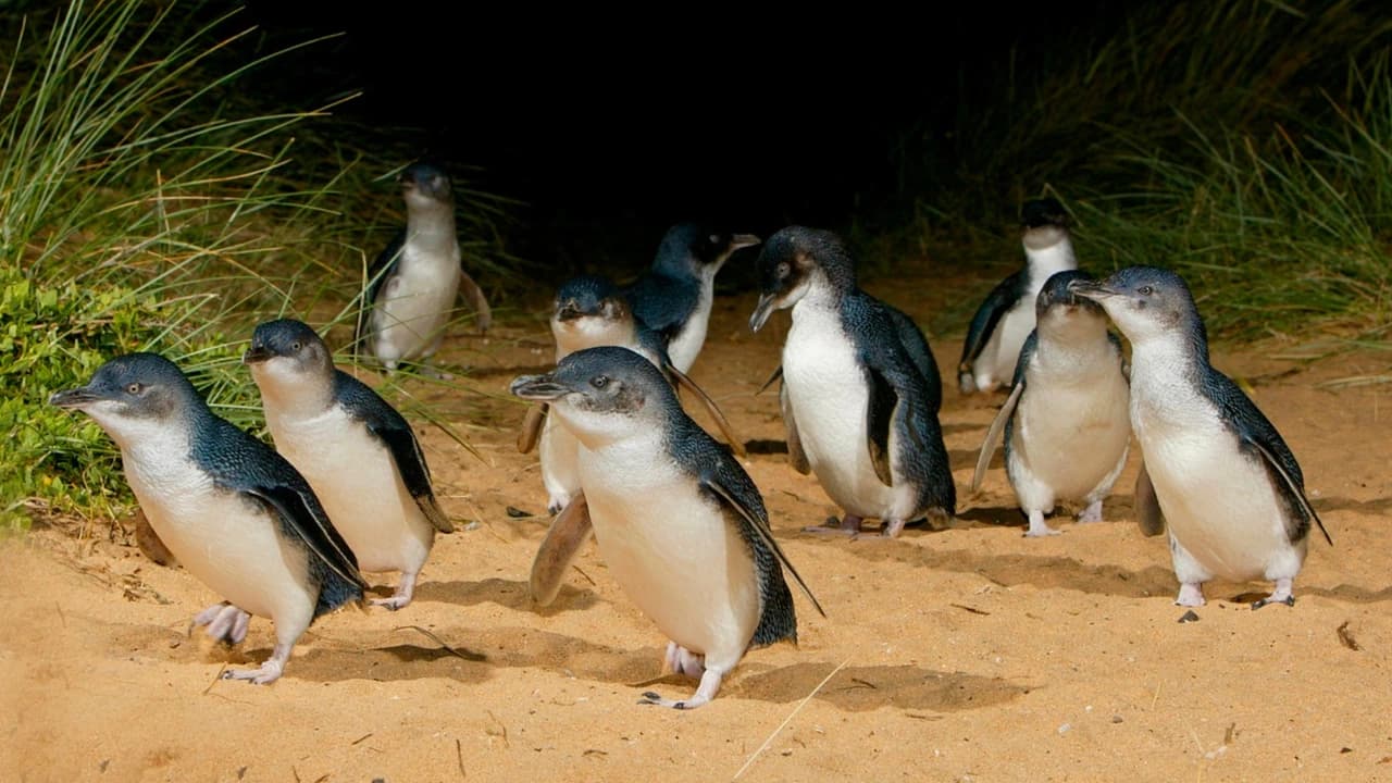 Melbourne City Discovery Tour with Penguin Parade - Photo 1