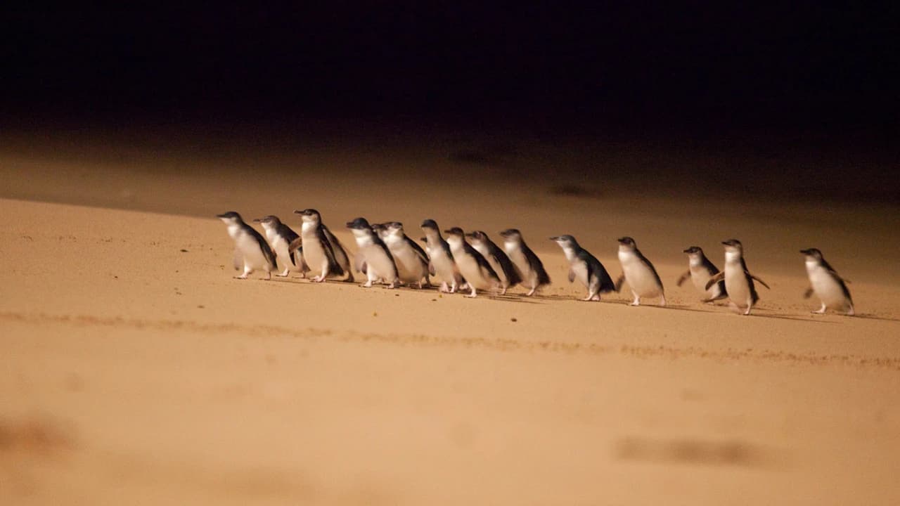 Melbourne City Discovery Tour with Penguin Parade - Photo 4
