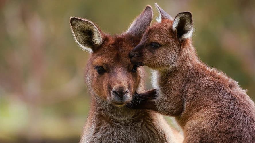 Ballarat Wildlife Park Tickets - Photo 1