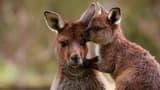 Ballarat Wildlife Park Tickets - Photo 5