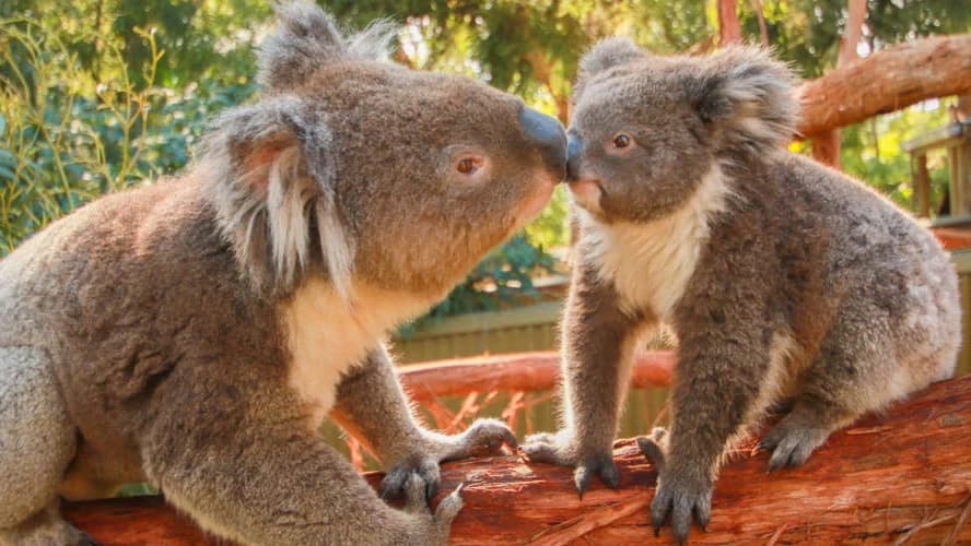 Ballarat Wildlife Park Tickets - image 8