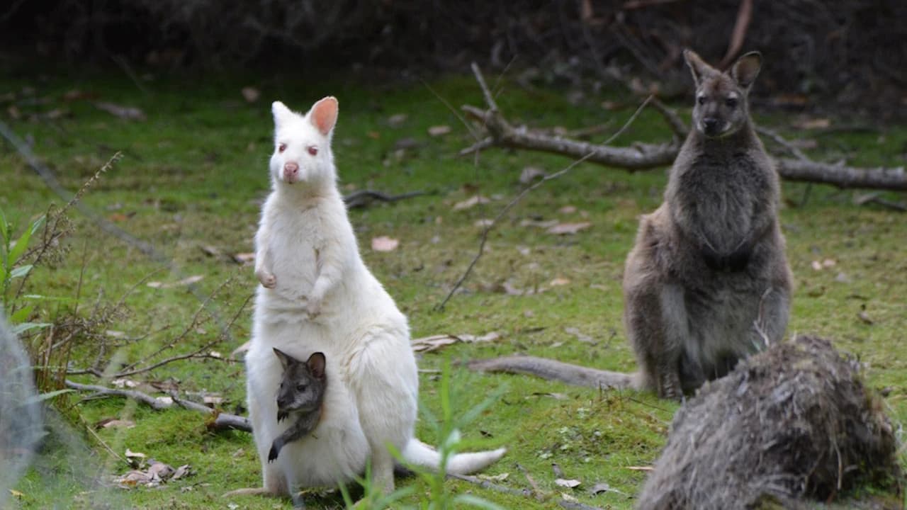 Bruny Island Full-Day Tour from Hobart - Photo 3