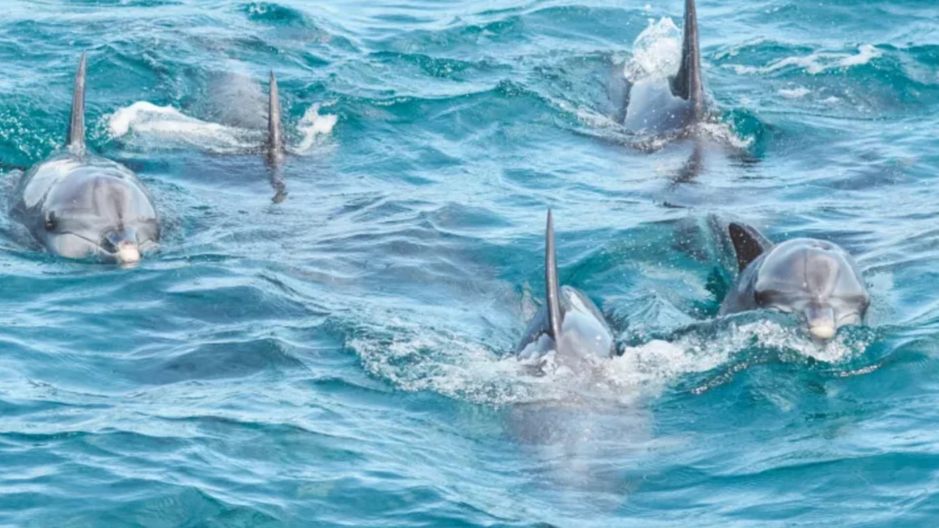Port Stephens Dolphin Watch and Eco Adventure Cruise - image 7