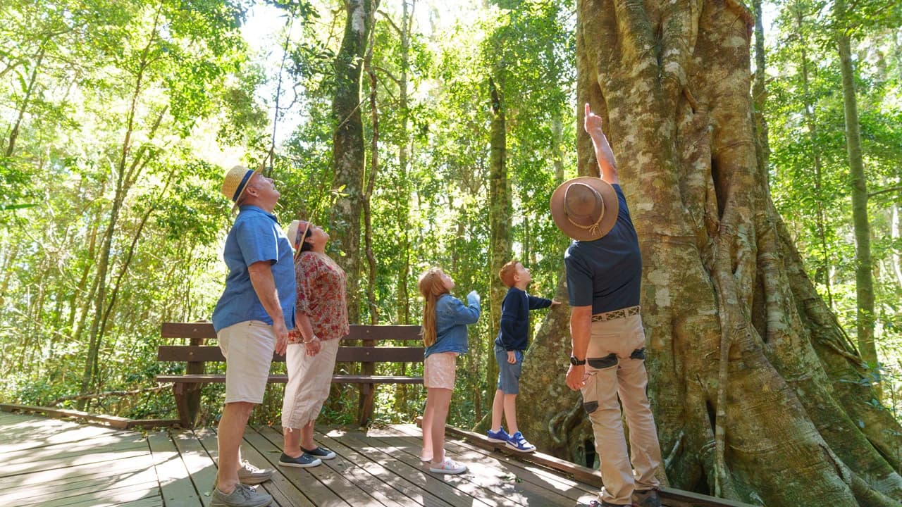 Lamington National Park Tour: O'Reilly's Rainforest Retreat and Canungra Valley Vineyard - Photo 1