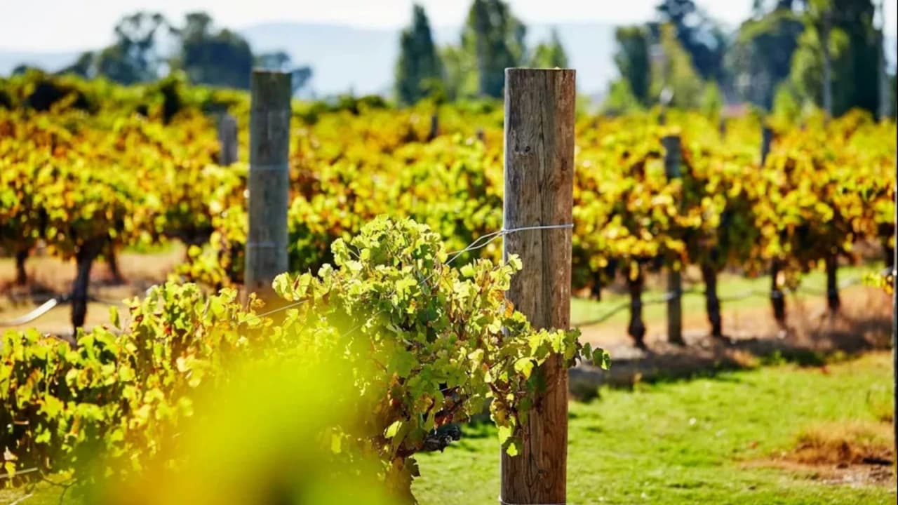 Captain Cook Cruises - Swan Valley Wine Cruise - Photo 5