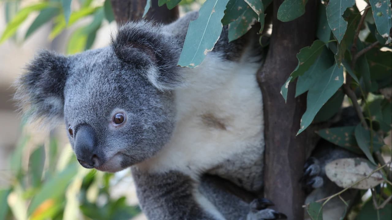 COMBO: WILD LIFE Sydney Zoo Ticket + Captain Cook Hop-on Hop-off Cruise - Photo 2
