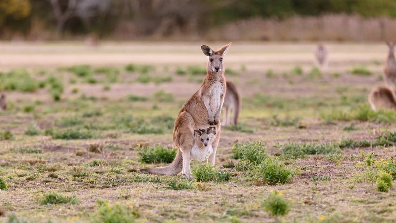 Kangaroos and Koalas Tour with Morning Tea from Gold Coast - Photo 1