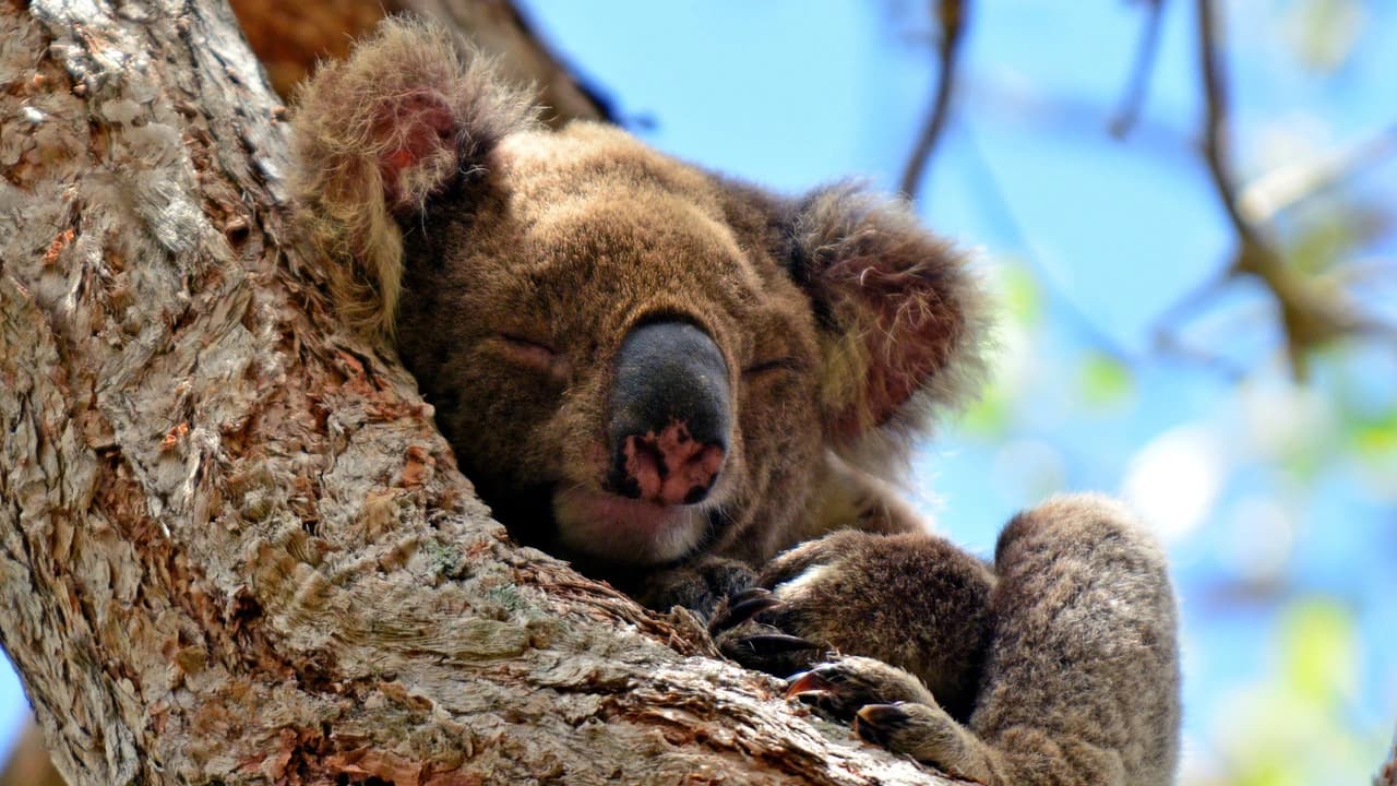 Kangaroos and Koalas Tour with Morning Tea from Gold Coast - Photo 2