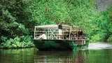 Crocodile Express Daintree Cruise from Daintree Gateway - image 8