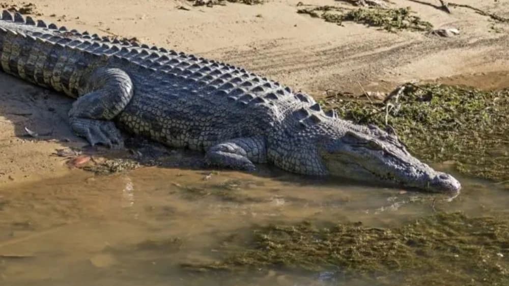 Crocodile Express Daintree Cruise from Daintree Gateway - Photo 2