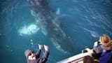Wilsons Promontory Whale Watching Sightseeing Cruise - image 7