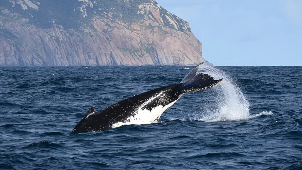 Wilsons Promontory Whale Watching Sightseeing Cruise - Photo 3