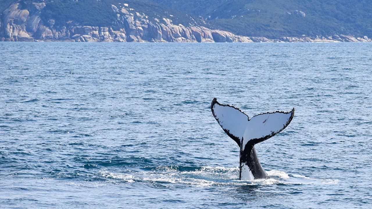 Wilsons Promontory Whale Watching Sightseeing Cruise - Photo 4