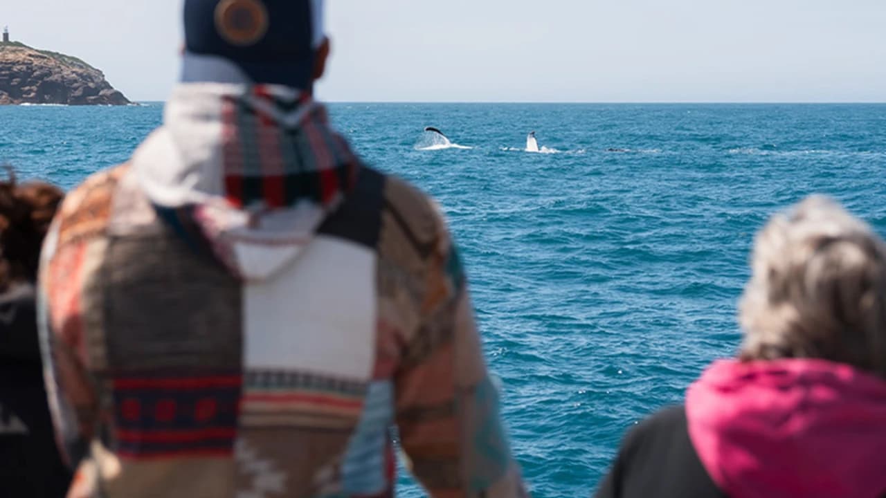 Wilsons Promontory Whale Watching Sightseeing Cruise - image 6