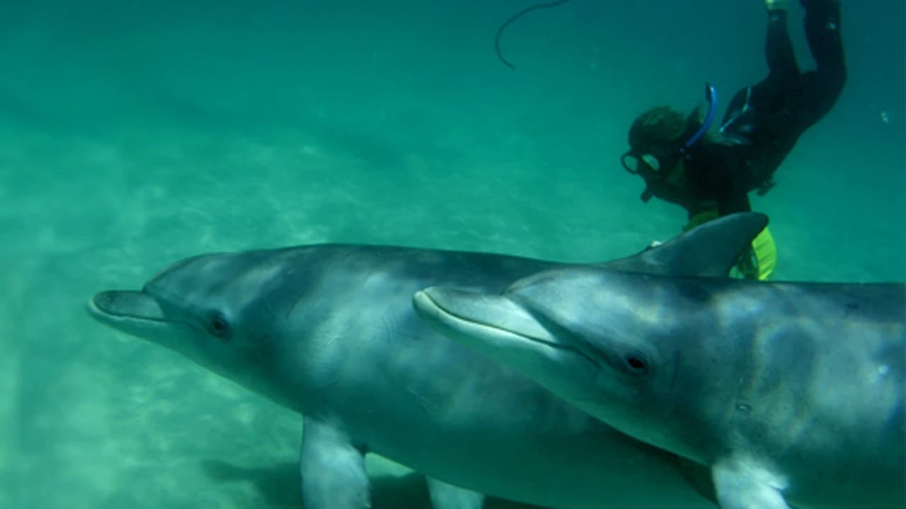 Swim with Wild Dolphins Experience at Rockingham - Photo 1