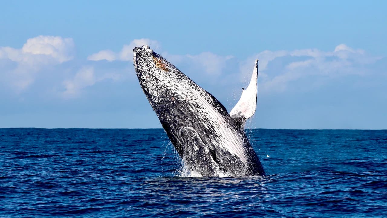 Newcastle Whale Watching Cruise aboard CoastXP - Photo 1