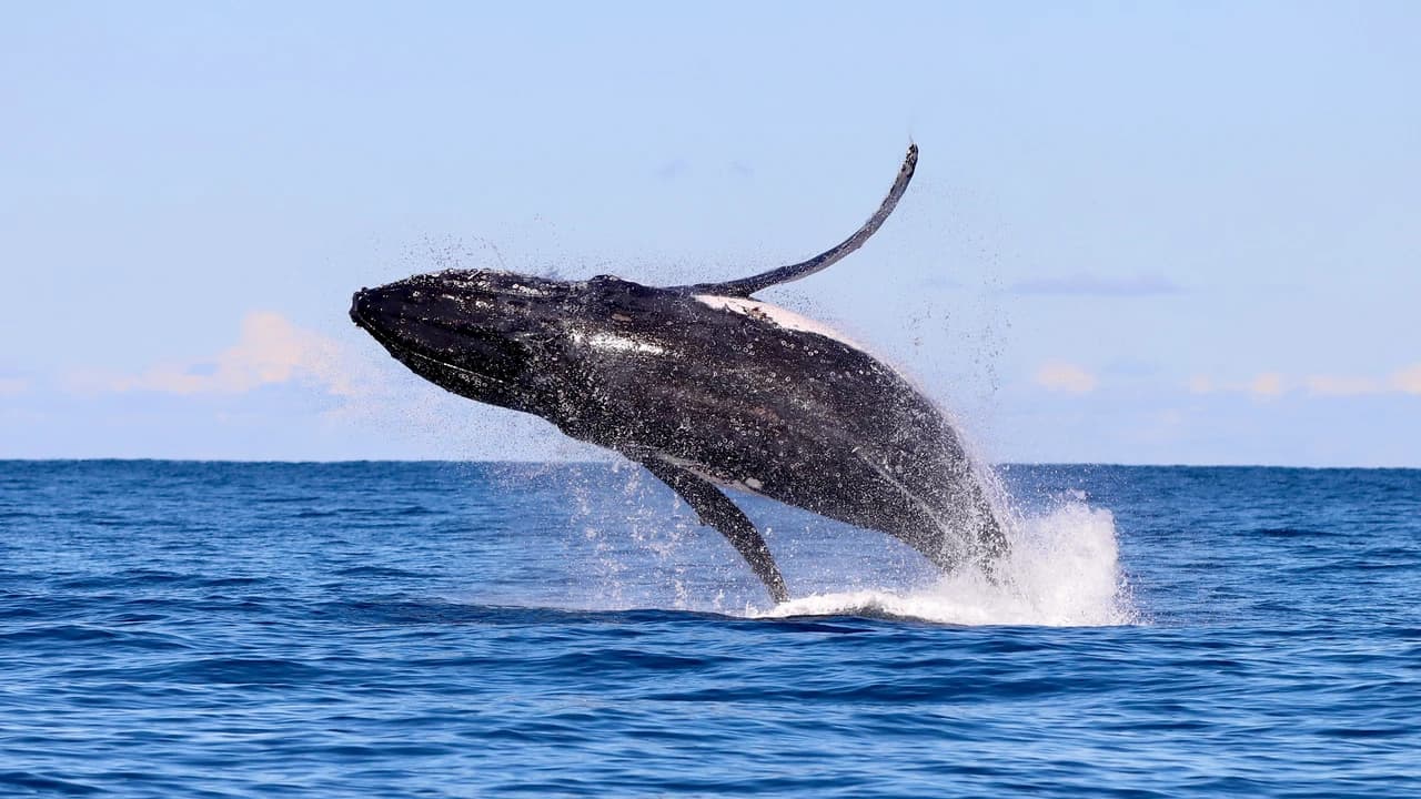 Newcastle Whale Watching Cruise aboard CoastXP - Photo 4