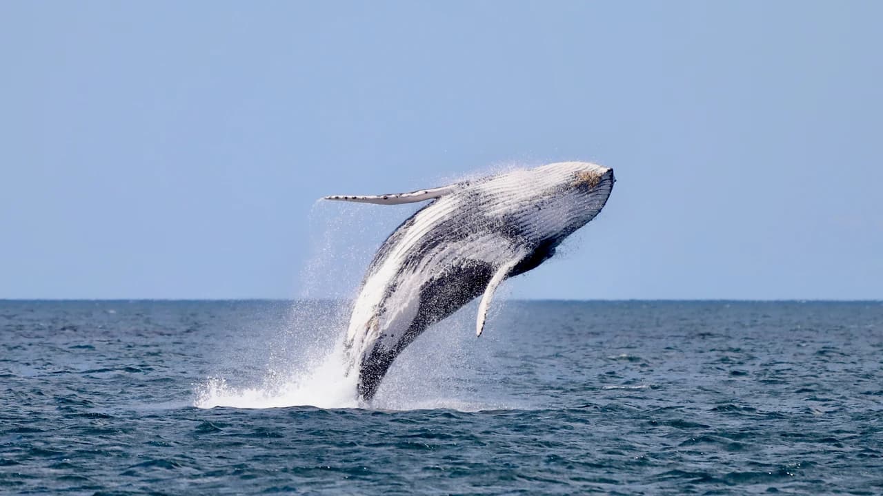 Newcastle Whale Watching Cruise aboard CoastXP - image 6