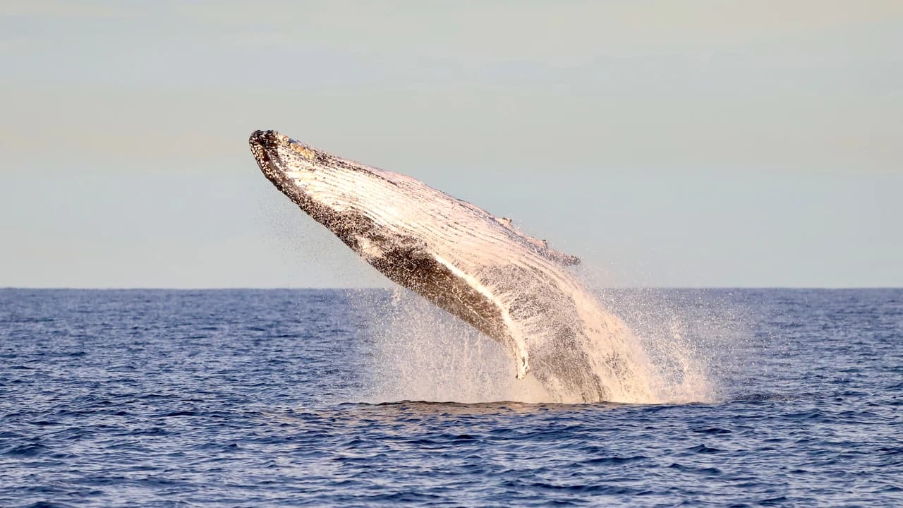 Newcastle Whale Watching Cruise aboard CoastXP - image 7