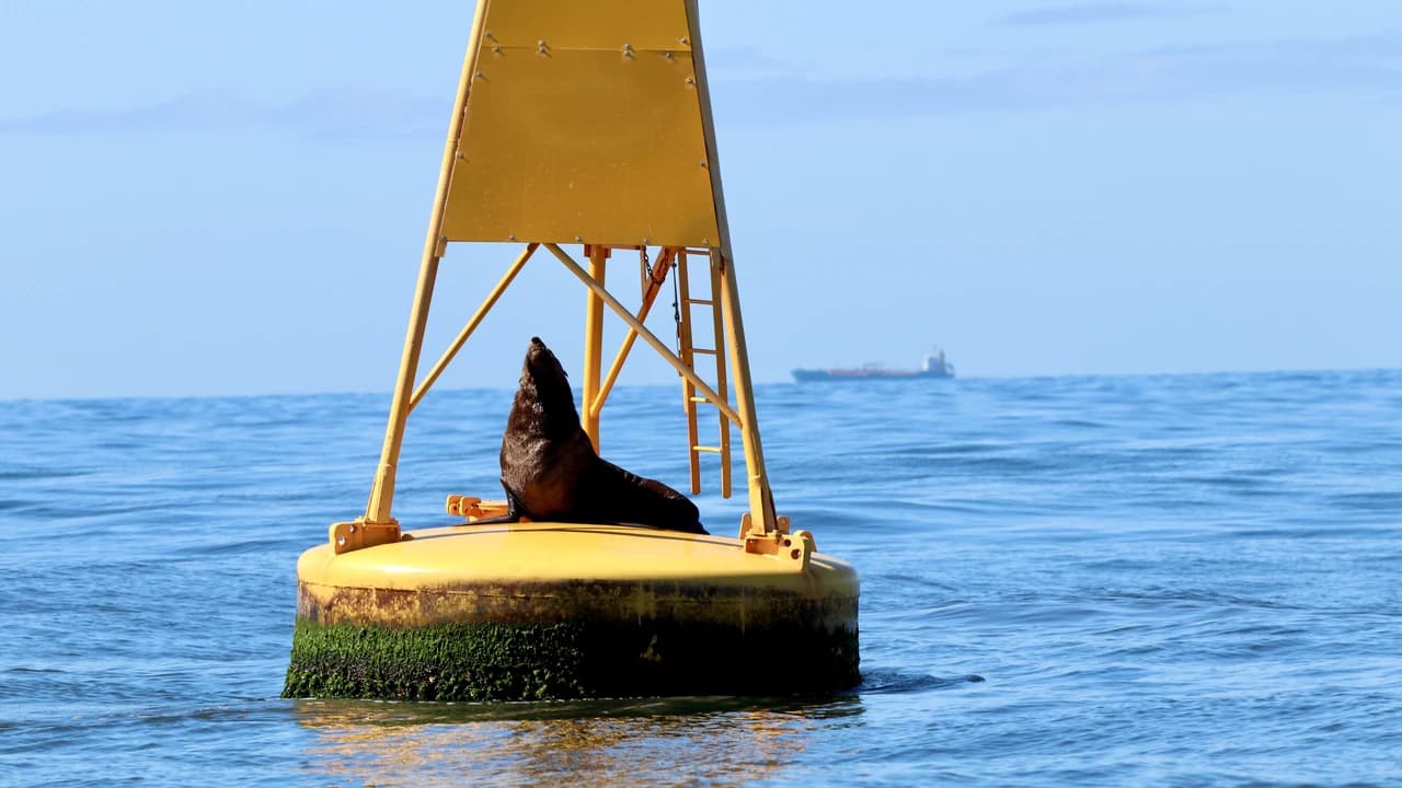 Newcastle Whale Watching Cruise aboard CoastXP - image 8