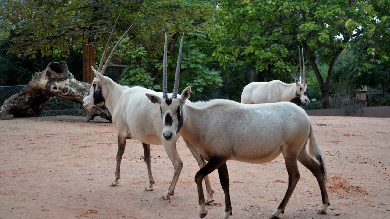 Ménagerie, Zoo of the Jardin des Plantes - Photo 3