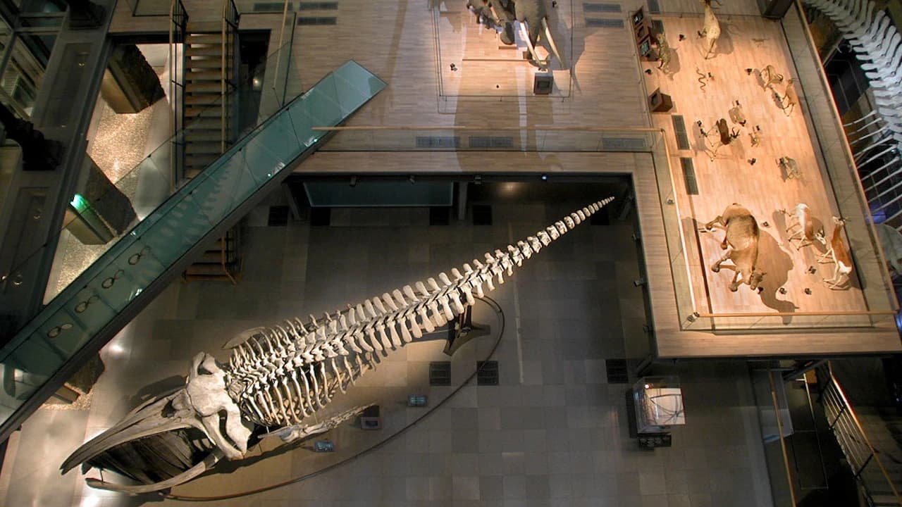 Grande Galerie de l'Évolution: Skip The Line - Photo 4