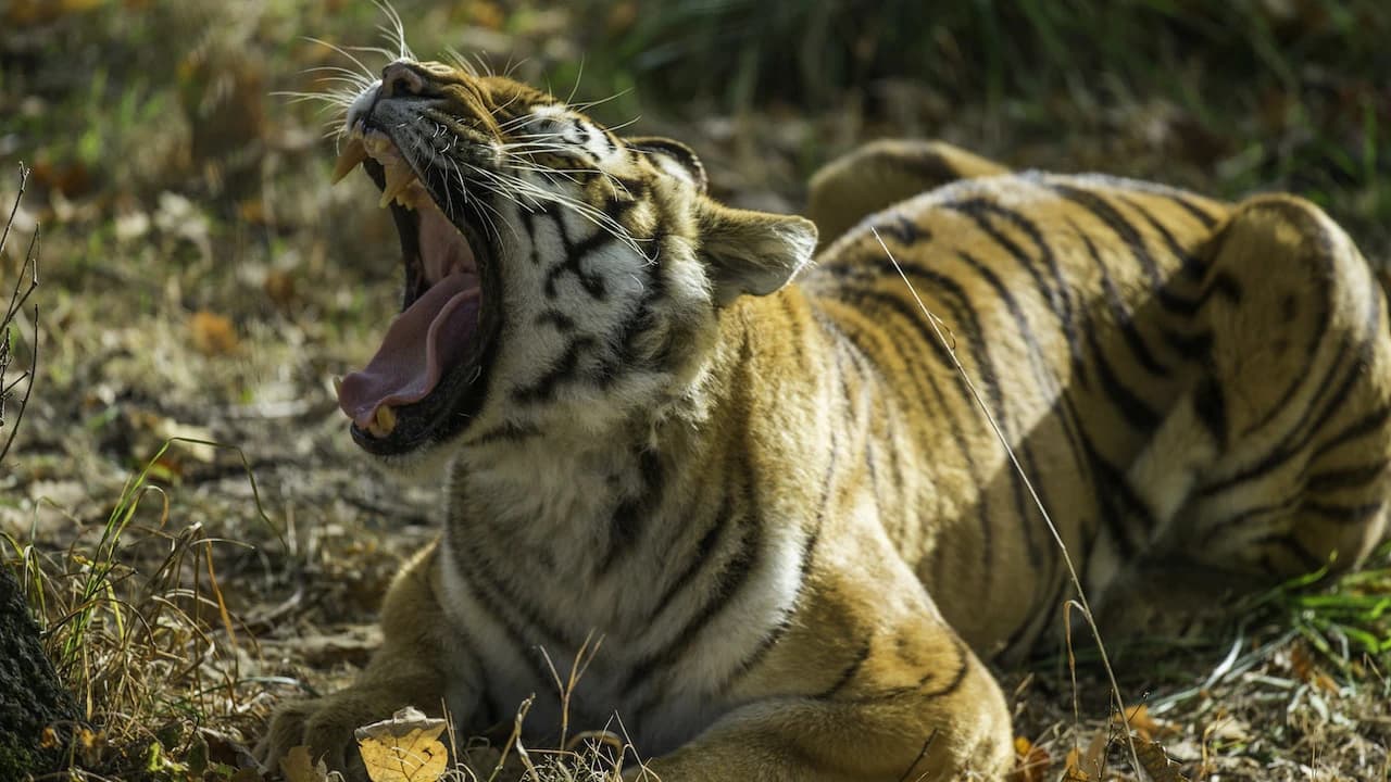 Thoiry ZooSafari: Skip The Line - Photo 1